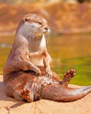 Otter Sitting On Rock Paint By Numbers
