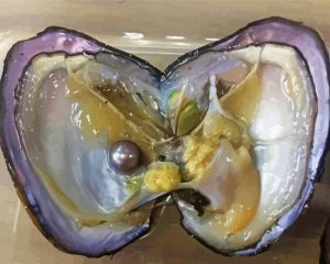 Oyster Shell Pearl Paint By Numbers