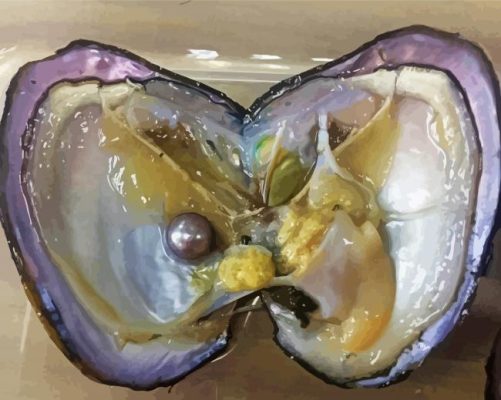 Oyster Shell Pearl Paint By Numbers