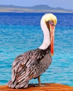 Pelican Bird Paint By Numbers
