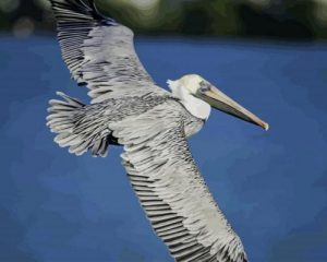 Flying Pelican paint By Numbers