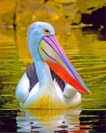 Pelican In The Water paint By Numbers