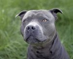 Gray Pitbull Dog paint by numbers