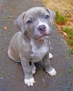 Pitbull Dog Puppy paint by numbers