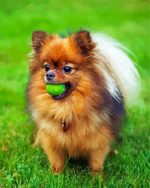 Pomeranian Dog Paint By Number