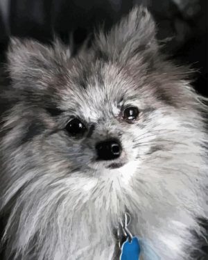 Pomeranian Puppy Paint By Number