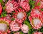 Pink Protea Plants Paint By Numbers
