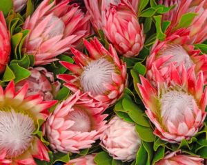 Pink Protea Plants Paint By Numbers