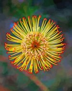 Pincushion Protea Paint By Numbers