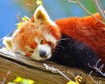 Red Panda Sleeping Paint By Number