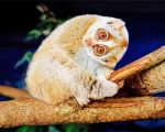 Slow Loris Animal Paint By Number