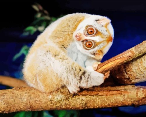 Slow Loris Animal Paint By Number