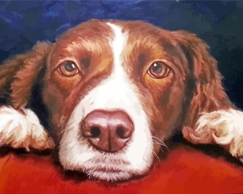 Springer Spaniel Art Paint By Number