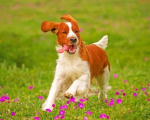 Springer Spaniel Paint By Number