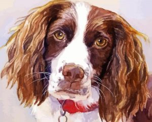 Springer Spaniel Dog Paint By Number