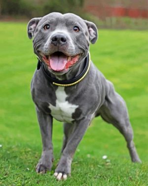 Staffy Paint By Number