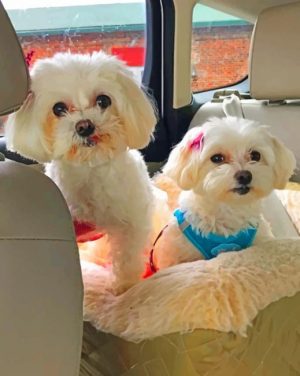 Two White Puppies Paint By Number