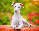 White Greyhound Paint By Number