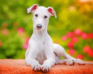 White Greyhound Paint By Number