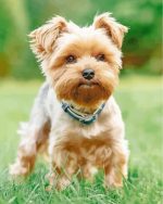 Yorkshire Terrier Dog Paint By Number