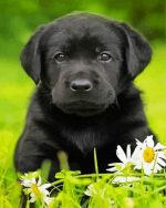 Aesthetic Labrador Retriever Paint By Number