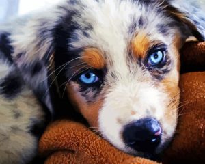 Australian Shepherd Blue Eyes Paint By Number
