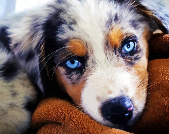 Australian Shepherd Blue Eyes Paint By Number