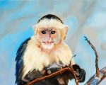 Baby Capuchin Monkey Paint By Number