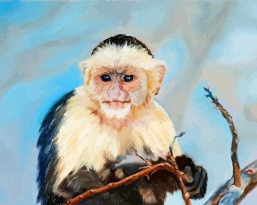 Baby Capuchin Monkey Paint By Number