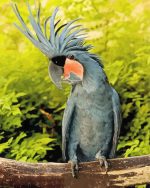 Black Cockatoo Paint By Number