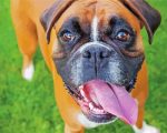 Boxer Dog Breed Paint By Number