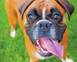 Boxer Dog Breed Paint By Number