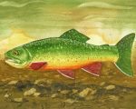 Brook Trout Paint By Numbers