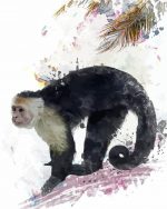 Capuchin Monkey Paint By Number