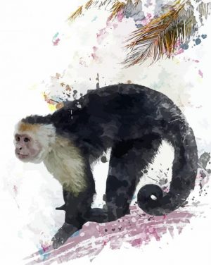 Capuchin Monkey Paint By Number