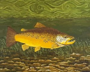Lake Trout Fish Paint By Numbers