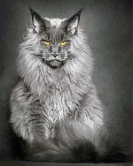 Maine Coon Cat Paint By Number