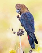 Male Black Cockatoo Paint By Numbers