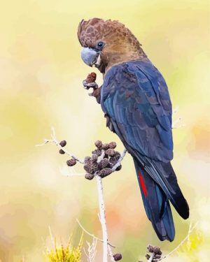 Male Black Cockatoo Paint By Numbers