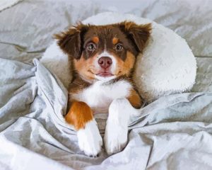 Australian Shepherd Chilling Paint By Number