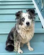 Cute Mini Australian Shepherd Paint By Number