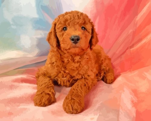 Brown Goldendoodle Puppy Paint By Numbers