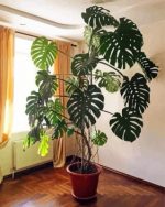 Monstera Pot Paint By Numbers