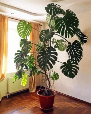 Monstera Pot Paint By Numbers