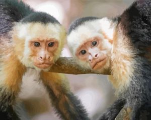 White Faced Capuchin Monkeys Paint By Number