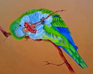 Quaker Parrot Bird Art Paint By Number