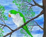 Quaker Parrot Bird Paint By Number
