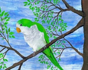 Quaker Parrot Bird Paint By Number