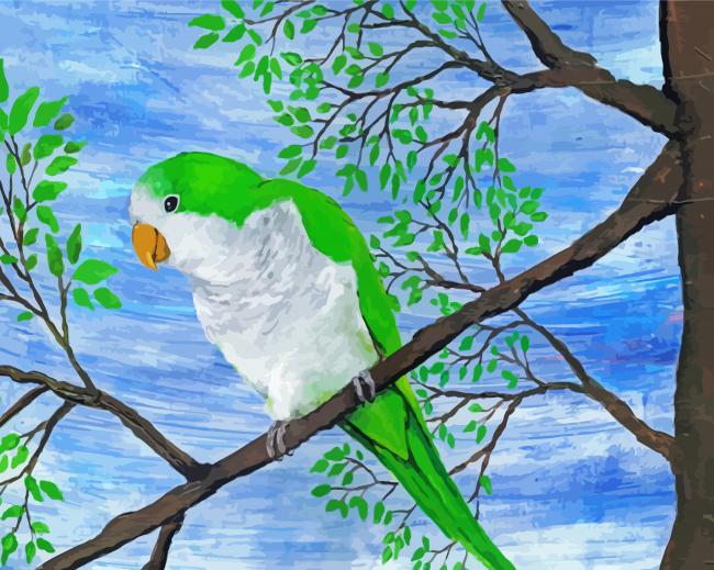 Quaker Parrot Bird Paint By Number