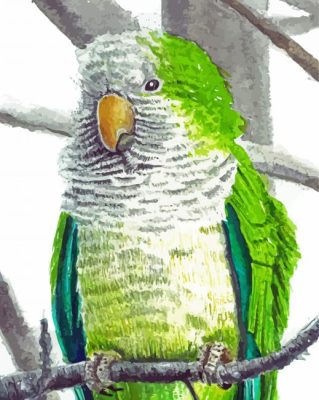Quaker Parrot Paint By Number